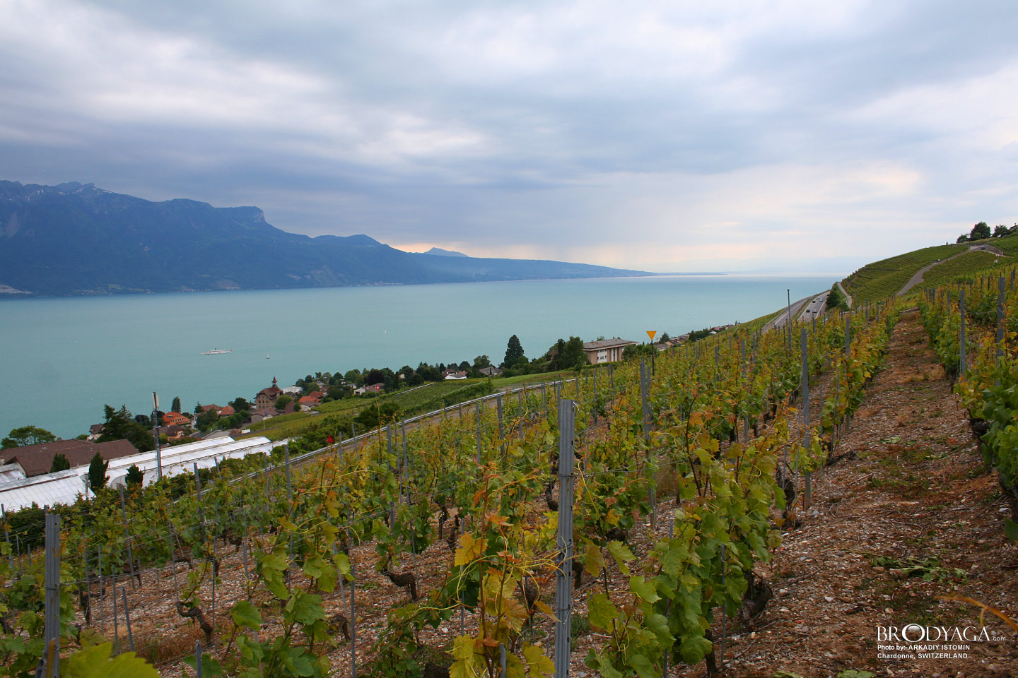 Chardonne